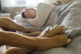 Some dog breeds are a dream to sleep with.