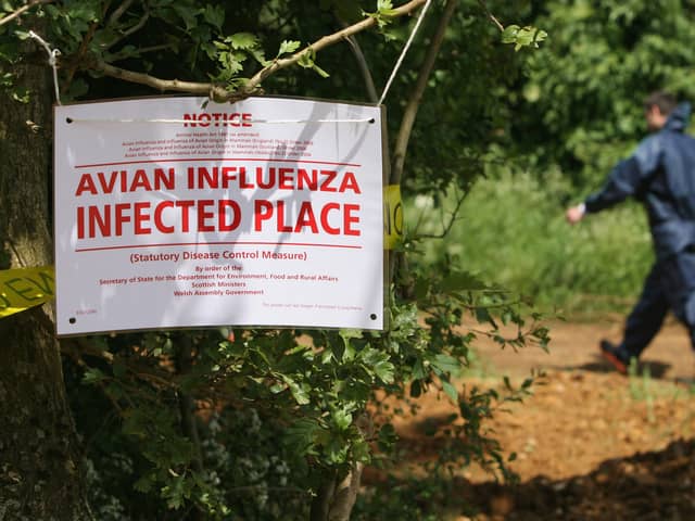 The arrival of bird flu on a farm results in a mass cull of the animals and stringent controls to prevent any further spread of the disease(Picture: Matt Cardy)