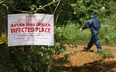 The arrival of bird flu on a farm results in a mass cull of the animals and stringent controls to prevent any further spread of the disease(Picture: Matt Cardy)