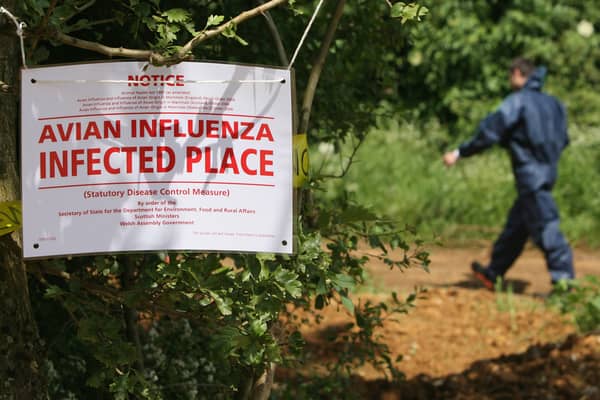 The arrival of bird flu on a farm results in a mass cull of the animals and stringent controls to prevent any further spread of the disease(Picture: Matt Cardy)