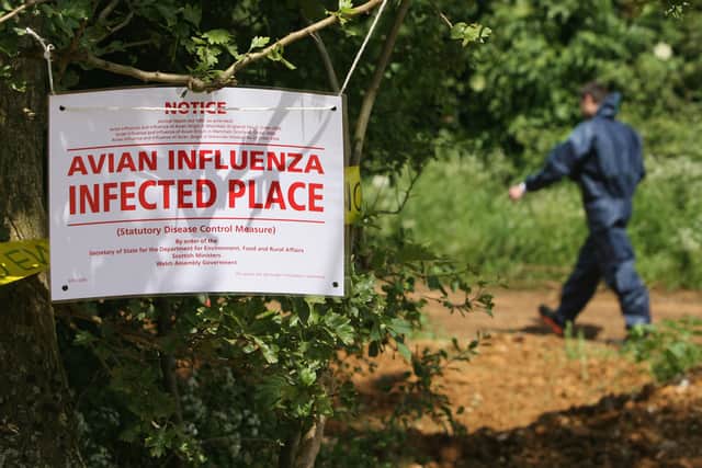 The arrival of bird flu on a farm results in a mass cull of the animals and stringent controls to prevent any further spread of the disease(Picture: Matt Cardy)