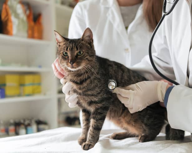 Some cats are more likely to require a trip to the vets than others.