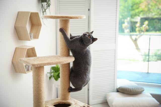 There are calls from the RSPCA to ban cat cafes