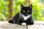 There are calls for cat cafes to be 'phased out'