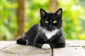 There are calls for cat cafes to be 'phased out'