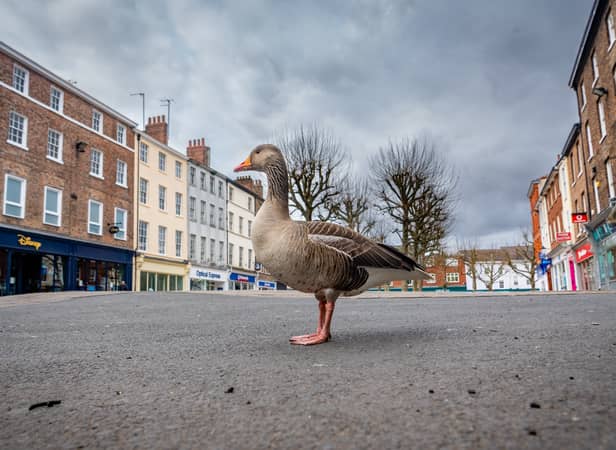 A lone goose in the middle of Parliament Street, York, at midday on a Saturday as the streets are empty from the normal tourist traffic during the Covid lockdown in March 2020