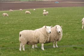More than £200m has been spent by the Scottish government on external consultants to help run a subsidy system for farmers