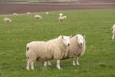 More than £200m has been spent by the Scottish government on external consultants to help run a subsidy system for farmers