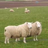More than £200m has been spent by the Scottish government on external consultants to help run a subsidy system for farmers