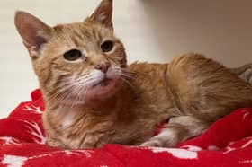 Cleo the cat was rescued from "horrendous conditions" and is now seeking a gentle, peaceful place to call home.