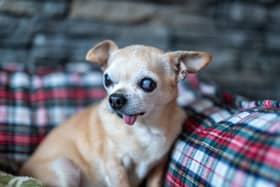 These are the dogs that just missed being bonnie according to science.
