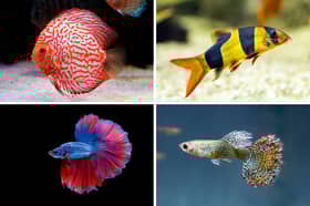 Some of the most colourful aquarium fish.