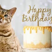 The number of birthday a cat can expect to celebrate is partly dependent on its breed.