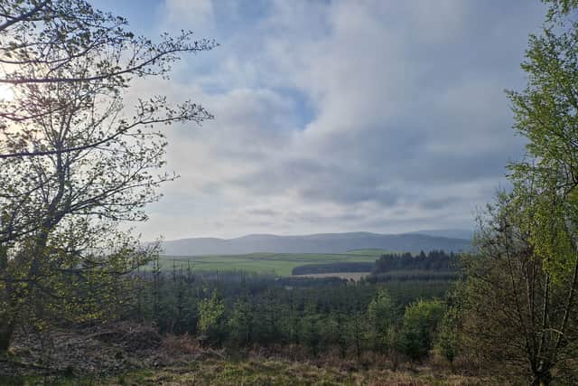 The new woodland scheme is proposed for some 500-hectare area near Hawick