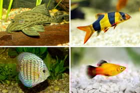 How long can you expect these colourful fish to live for?