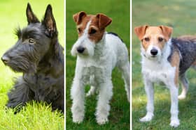 Three of the most popular breeds of terrier.