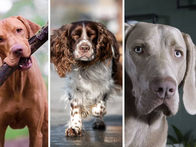 Some of the UK's most popular gundogs.