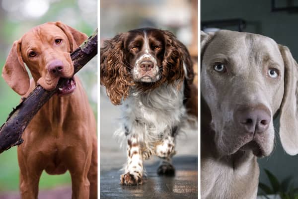 Some of the UK's most popular gundogs.