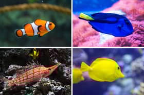 Some of the most popular fish for saltwater aquariums.