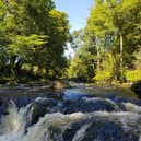 The Riverwoods Blueprint Project, led by the Scottish Wildlife Trust, has launched a £200,000 grant to kickstart a pipeline of new river woodland creation and restoration activities across Scotland.