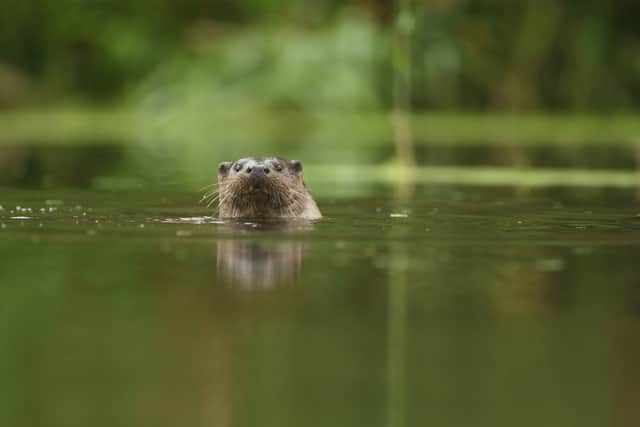 The initiative said more riparian projects will help species including the otter
