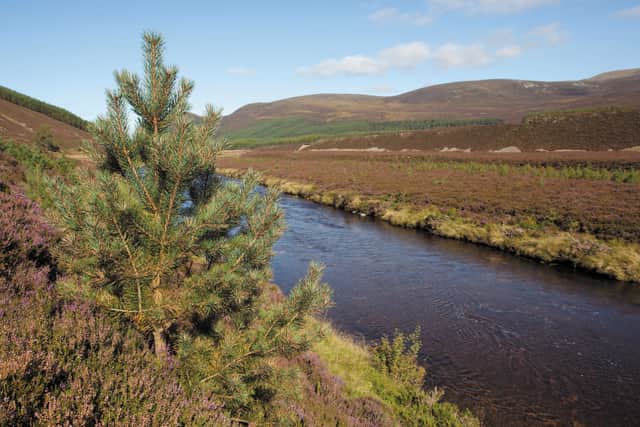 Riparian planting at Glenfeshie