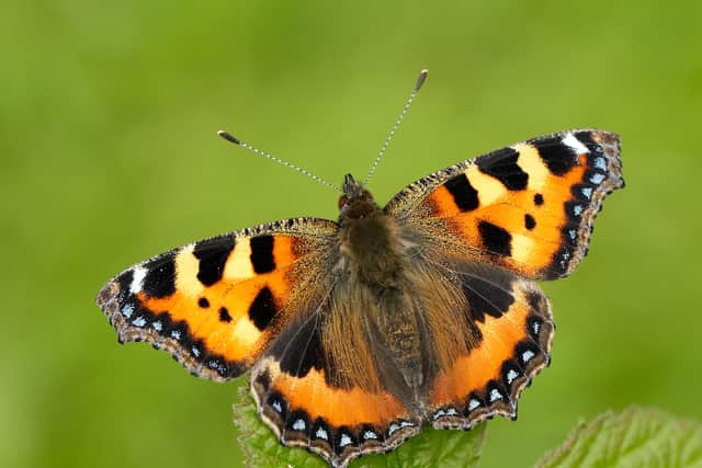 An identifiable favourite is the Small Tortoiseshell, whose abundance has crashed by 86 per cent since the first UKBMS results in 1976.  Picture: Iain H Leach