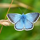 The chalk hill blue butterfly has suffered its worst recorded decline in terms of numbers
