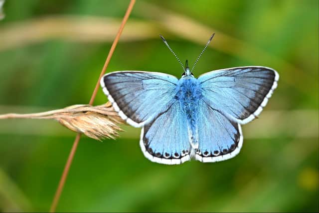 The chalk hill blue butterfly has suffered its worst recorded decline in terms of numbers