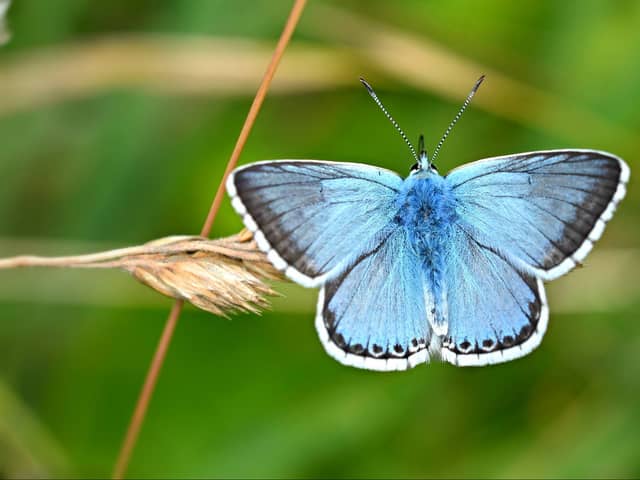 The chalk hill blue butterfly has suffered its worst recorded decline in terms of numbers