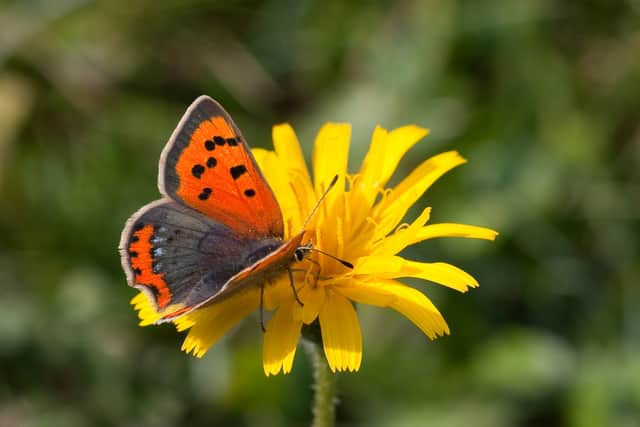The small copper butterfly is in significant decline, the nationwide count has revealed