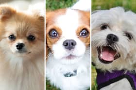 Three of the most popular breeds of toy dog.