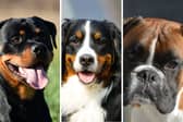 Three of the most popular breeds of working dog.