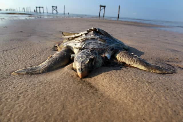 A dead sea turtle lies on a beach near Waveland, Mississippi (Picture: Joe Raedle)