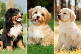 These dog breeds rarely show signs of aggression.