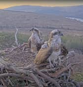 Ospreys Dorcha and Louis on their nest at Loch Arkaig Pine Forest in Lochaber on Wednesday