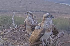 Ospreys Dorcha and Louis on their nest at Loch Arkaig Pine Forest in Lochaber on Wednesday
