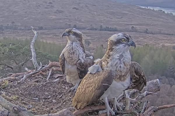 Ospreys Dorcha and Louis on their nest at Loch Arkaig Pine Forest in Lochaber on Wednesday