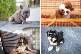 Some of the UK's most populr dog breeds.