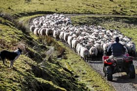 Labour's change to farmers' inheritance tax is just one of many different factors making life in rural Scotland more difficult (Picture: Jeff J Mitchell)