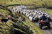 Labour's change to farmers' inheritance tax is just one of many different factors making life in rural Scotland more difficult (Picture: Jeff J Mitchell)