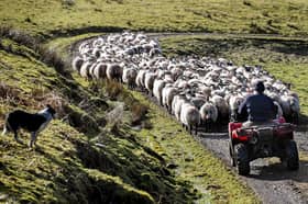 Labour's change to farmers' inheritance tax is just one of many different factors making life in rural Scotland more difficult (Picture: Jeff J Mitchell)