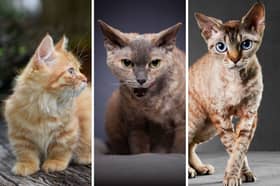 Some of the world's smallest breeds of cat.