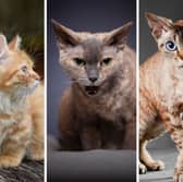 Some of the world's smallest breeds of cat.