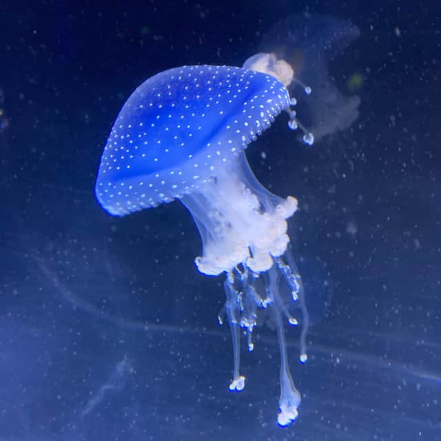 The 1920s Aquarium has a fascinating display of aquatic creatures. Pic: Fiona Laing