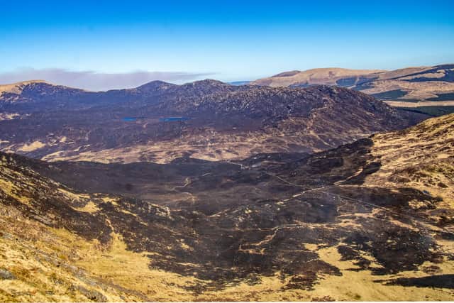 Picture shows some of the damage caused by the wildfire that spread through areas of Galloway Forest Park from Thursday 