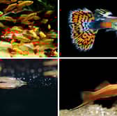 These fish all bear live young.
