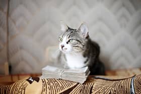 Cats can cost a fair amount of cash over their lifetime.