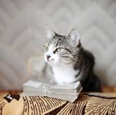 Cats can cost a fair amount of cash over their lifetime.