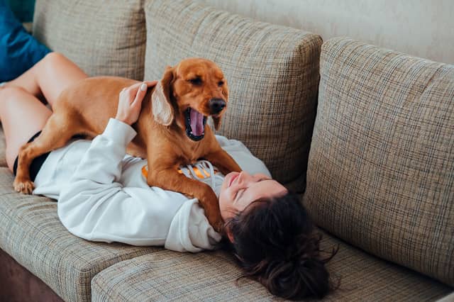 Does your dog give you a hero's welcome when you come home?